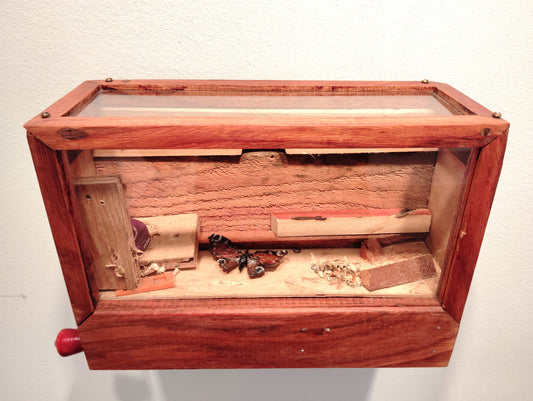 Overvintrende sommerfugl