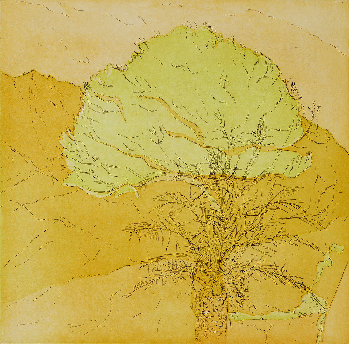 Pinje. Gul. San Cataldo. Italien