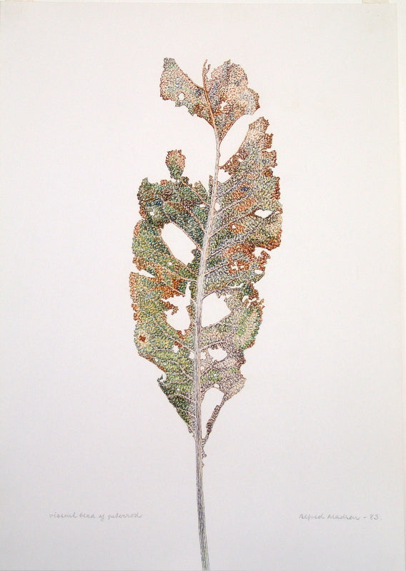 Vissent blad af peberrod