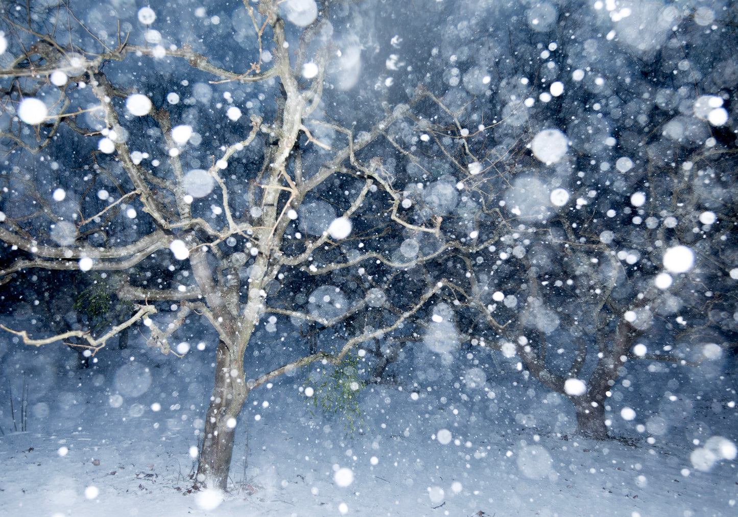 Hysterisk sne (med mistelten)