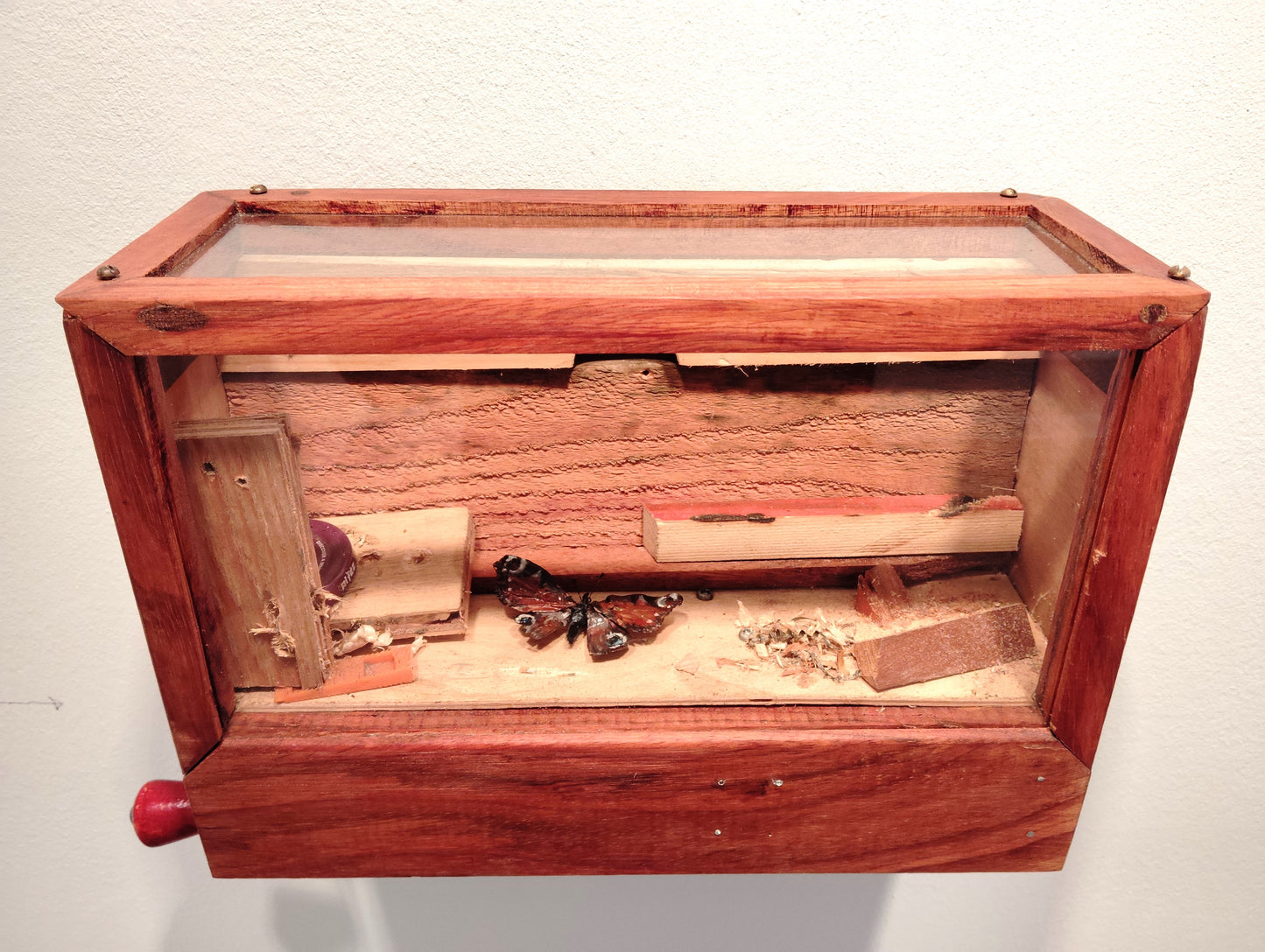 Overvintrende sommerfugl